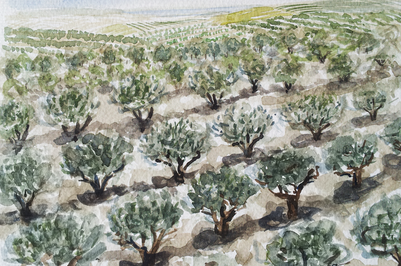 Olive trees in Tuscany watercolor by April Lombardi
